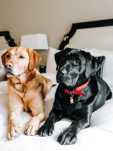 Meet Our Dogs - Ella & Elly - Fairmont Hotel Vancouver luxury Hotel